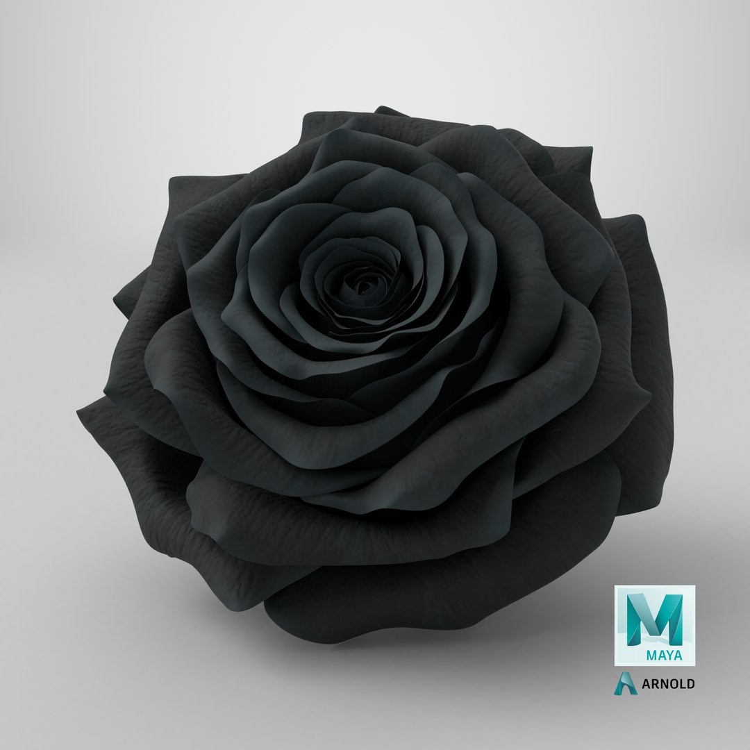 3D Realistic Black Rose 3D Model - High-Quality 4K PBR Asset model https://p.turbosquid.com/ts-thumb/vb/2LC9rF/b3/stemcell_maya_arnold_render/png/1740499554/1920x1080/fit_q87/3bbfb8a2feb314c5f550d0ff981e32981622ee61/stemcell_maya_arnold_render.jpg