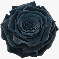 Realistic Black Rose - High-Quality 4K PBR Asset