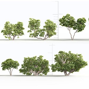 Ficus carica - Common fig 02