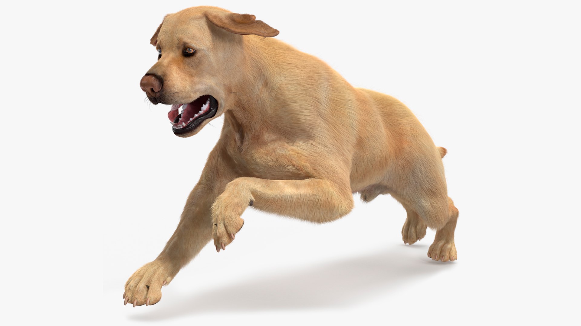 Running White Retriever Dog Fur Animated Rigged for Cinema 4D 3D model preview