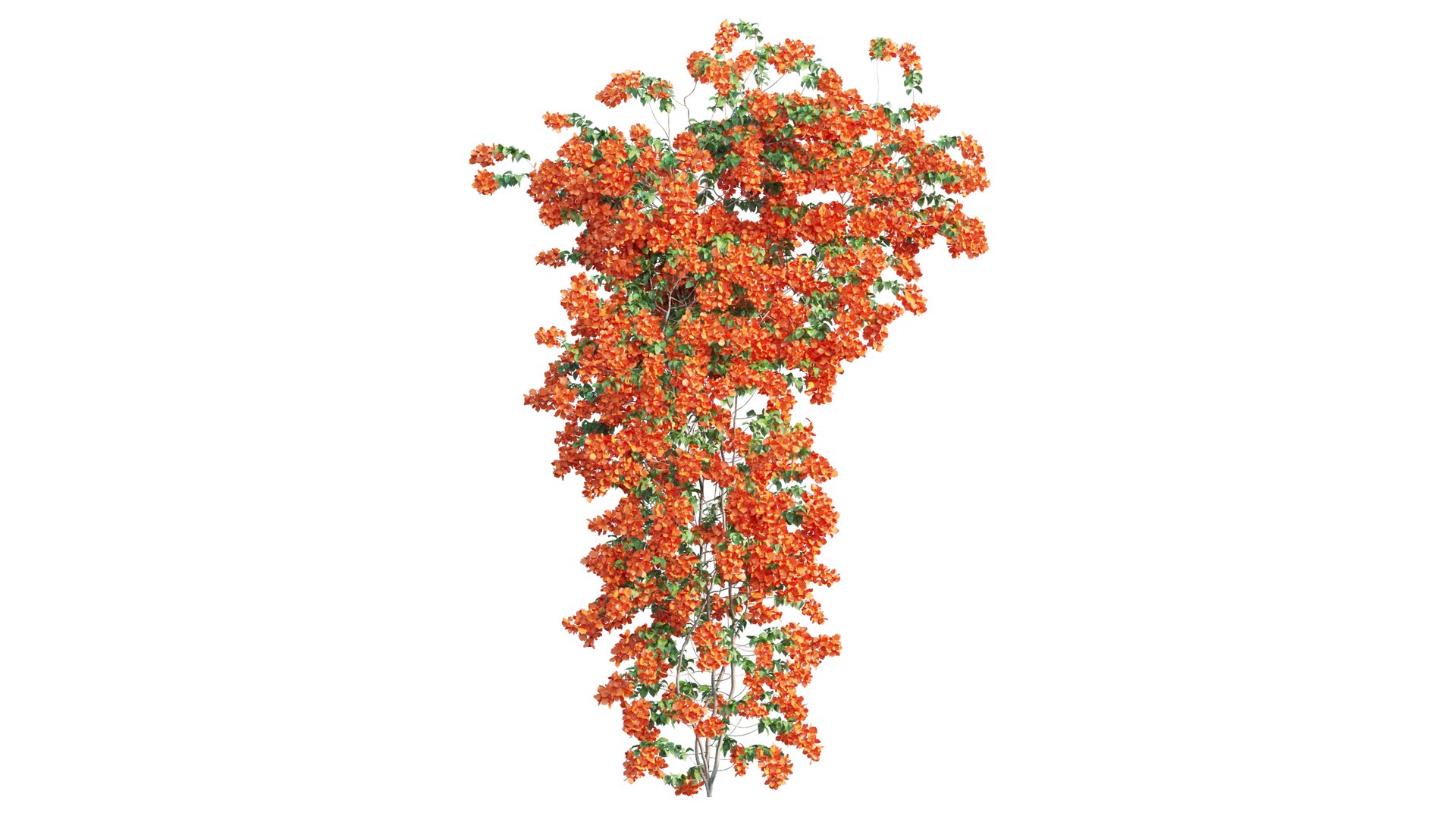 Bougainvillea plant set 50 3D https://p.turbosquid.com/ts-thumb/vb/VSMKEp/4F/3_interactivelightmix/png/1667622966/1920x1080/fit_q87/c42b2339e74b85e04d7c5419c5f663a120018790/3_interactivelightmix.jpg