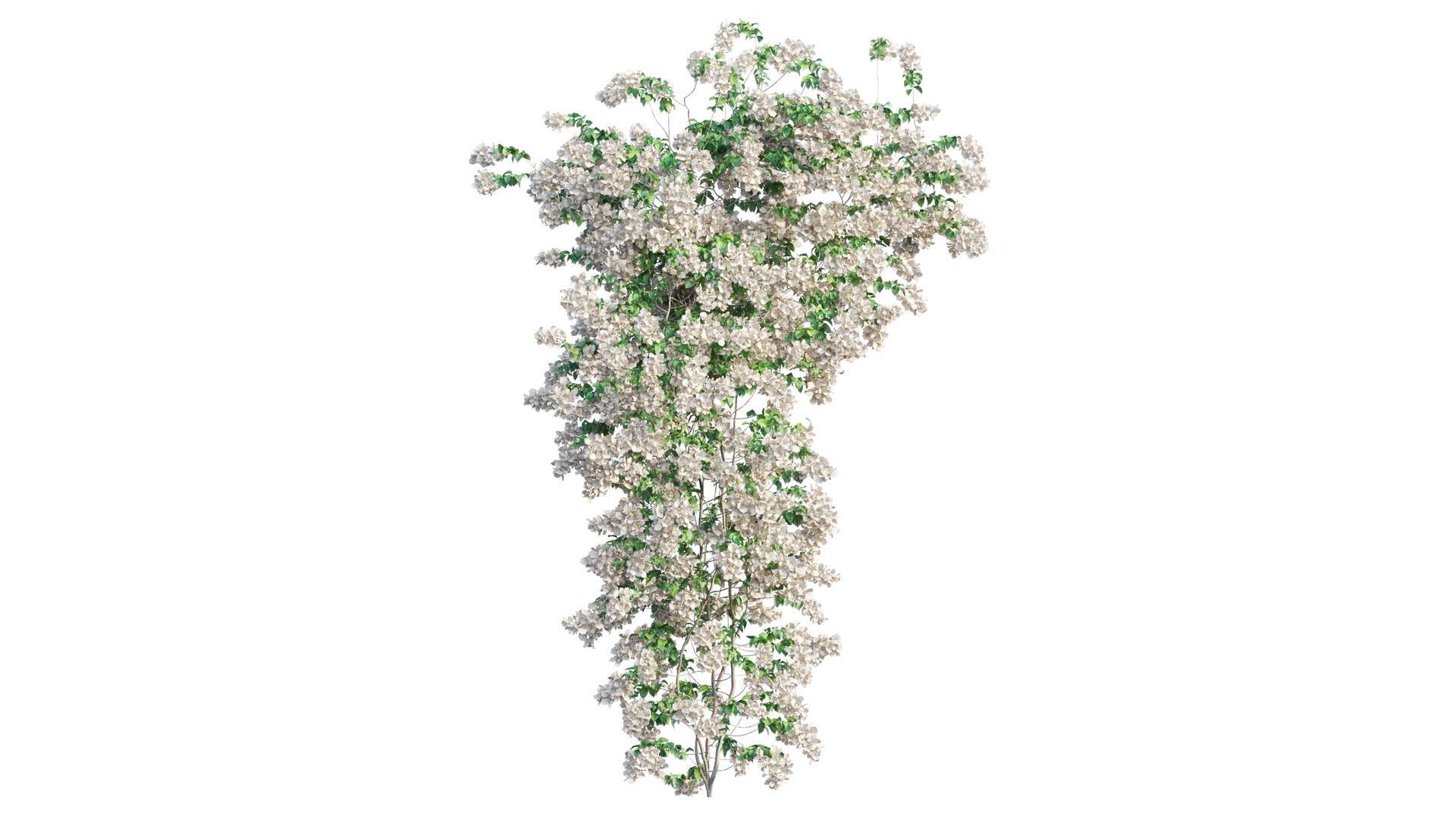 Bougainvillea plant set 50 3D https://p.turbosquid.com/ts-thumb/vb/VSMKEp/kT/4_interactivelightmix/png/1667622968/1920x1080/fit_q87/5919fe787d3c0c54f151ec47b5e6d3d150121f99/4_interactivelightmix.jpg
