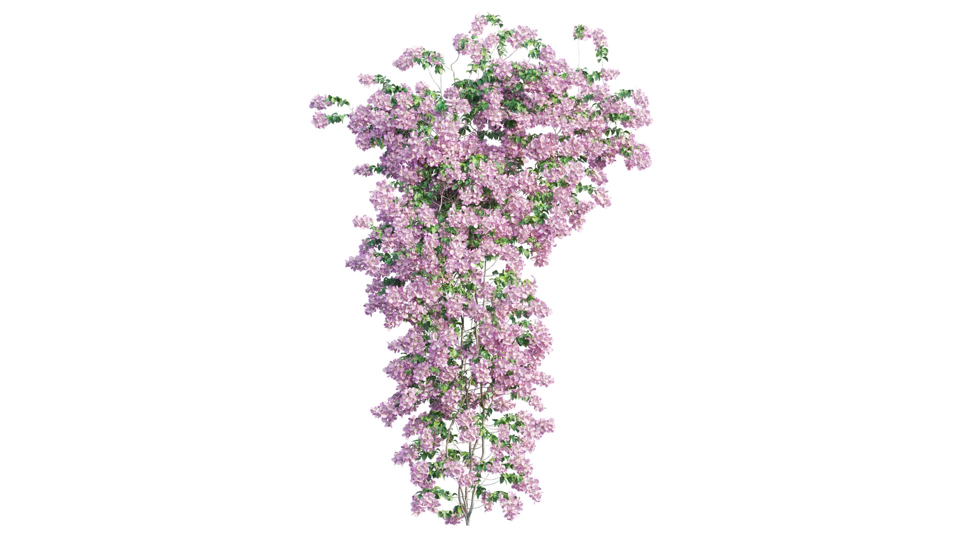 Bougainvillea plant set 50 3D https://p.turbosquid.com/ts-thumb/vb/VSMKEp/ly/5_interactivelightmix/png/1667622968/1920x1080/fit_q87/769802b93b4e9bfb6a44fba07c8ce4198e442e62/5_interactivelightmix.jpg