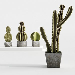 Cactus plants