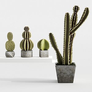 Cactus plants