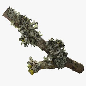 Lichen on a stick 3D