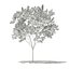 挪威枫树（Acer platanoides）8.9米