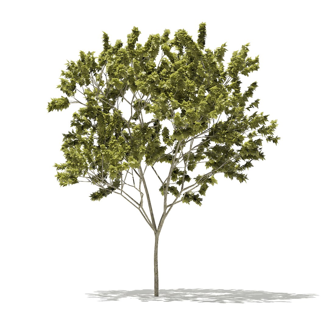 norway maple tree acer 3D https://p.turbosquid.com/ts-thumb/vb/vvwoPM/I0nW6i1E/cgaxis_models_76_22a/jpg/1499369038/1920x1080/fit_q87/3262b4d347054012845c0be0340870431ee82757/cgaxis_models_76_22a.jpg