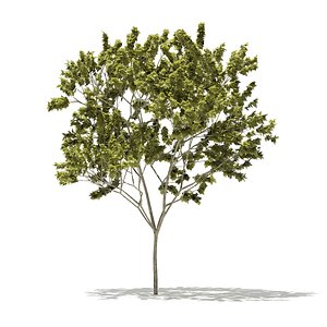 Norway Maple (Acer platanoides) 8.9m