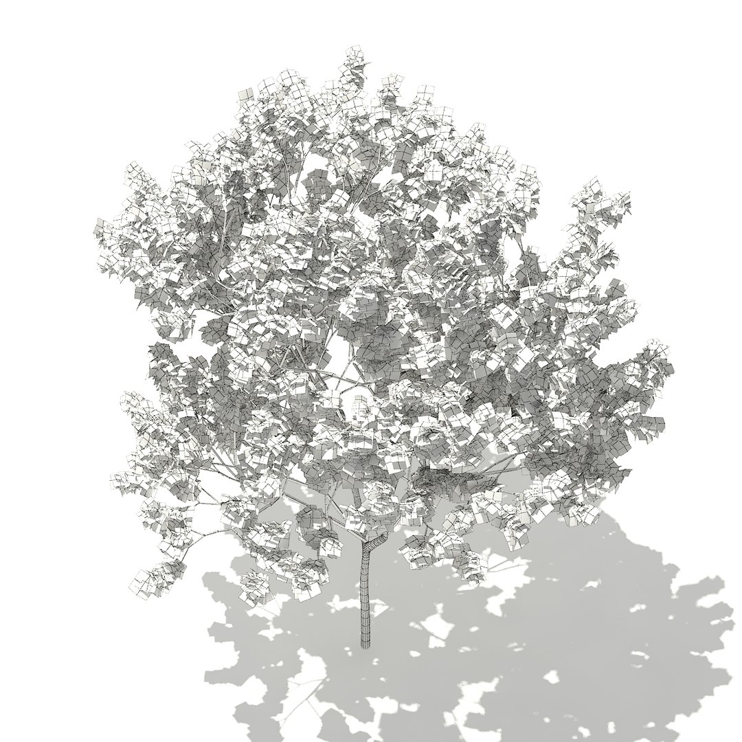 norway maple tree acer 3D https://p.turbosquid.com/ts-thumb/vb/vvwoPM/fcFm4x1D/cgaxis_models_76_22cgrid/jpg/1499369038/1920x1080/fit_q87/60306dda828c794a099fec2446ad68b05ddb0c70/cgaxis_models_76_22cgrid.jpg