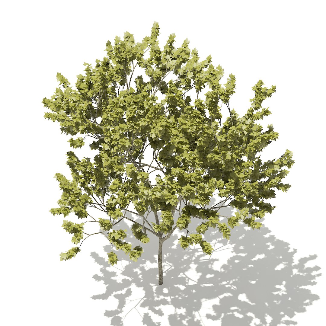 norway maple tree acer 3D https://p.turbosquid.com/ts-thumb/vb/vvwoPM/fkNdG1v0/cgaxis_models_76_22c/jpg/1499369038/1920x1080/fit_q87/279d0ad29de7bf19d474506102d37141d774d61f/cgaxis_models_76_22c.jpg