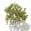 挪威枫树（Acer platanoides）8.9米