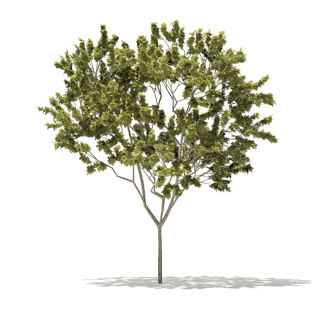 norway maple tree acer 3D https://p.turbosquid.com/ts-thumb/vb/vvwoPM/ltSMiSyA/cgaxis_models_76_22b/jpg/1499369038/1920x1080/fit_q87/e27e8407cb5d8030945cf9d4a77045adedb6a73d/cgaxis_models_76_22b.jpg