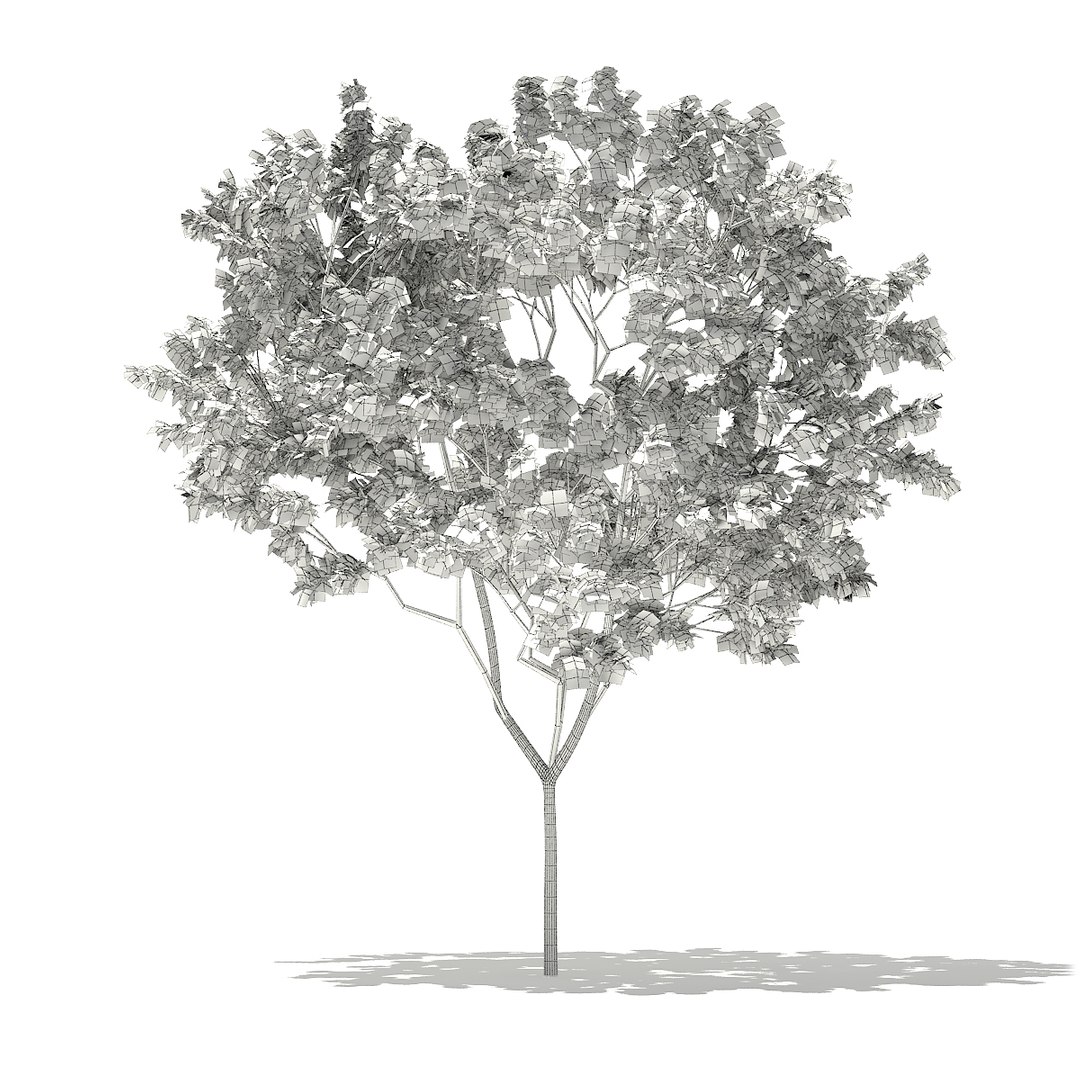 norway maple tree acer 3D https://p.turbosquid.com/ts-thumb/vb/vvwoPM/ypt6cxNs/cgaxis_models_76_22bgrid/jpg/1499369038/1920x1080/fit_q87/227cbd185665fddbd9b475c7dc1bad5e1e8f4dfc/cgaxis_models_76_22bgrid.jpg