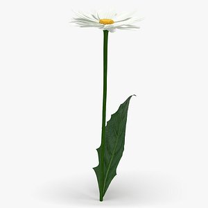 realistic chamomile flower 3D model