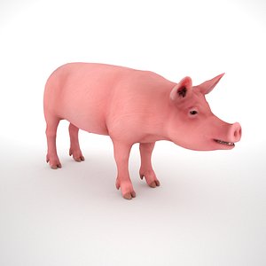 3D male pig model