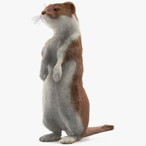 Beringian Stoat Brown Standing Pose Fur model