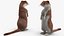 Beringian Stoat Brown Standing Pose Fur