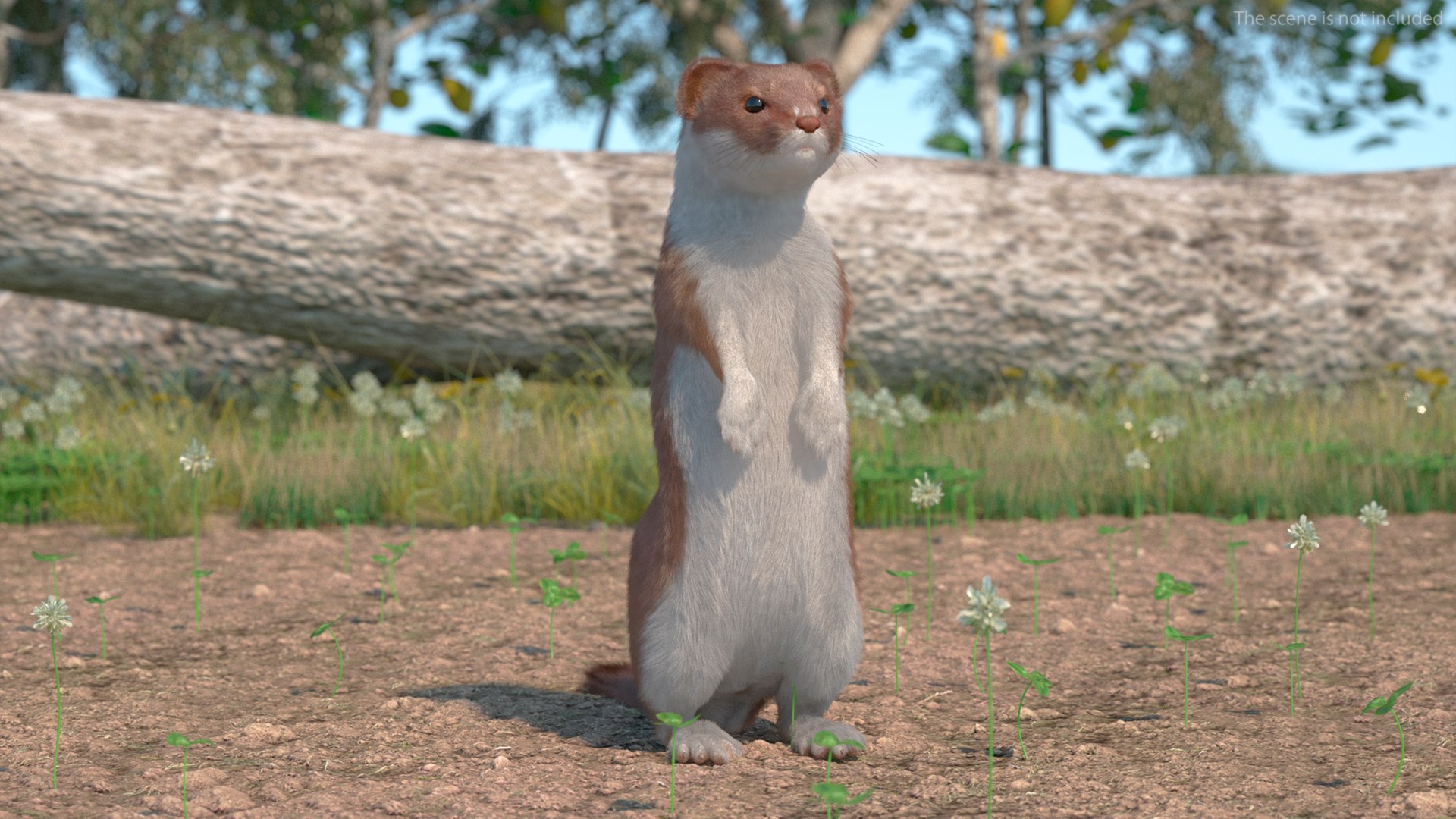 Beringian Stoat Brown Standing Pose Fur model https://p.turbosquid.com/ts-thumb/vc/Filq8k/zr/beringianstoatbrownstandingposefur3dmodel002/jpg/1711121554/1920x1080/fit_q87/55ed9f4ff9241fc52af92387c187c416fe01e754/beringianstoatbrownstandingposefur3dmodel002.jpg