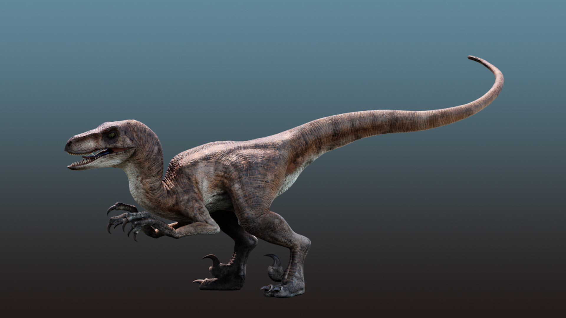 3D Velociraptor Animation Raptor - TurboSquid 1317553