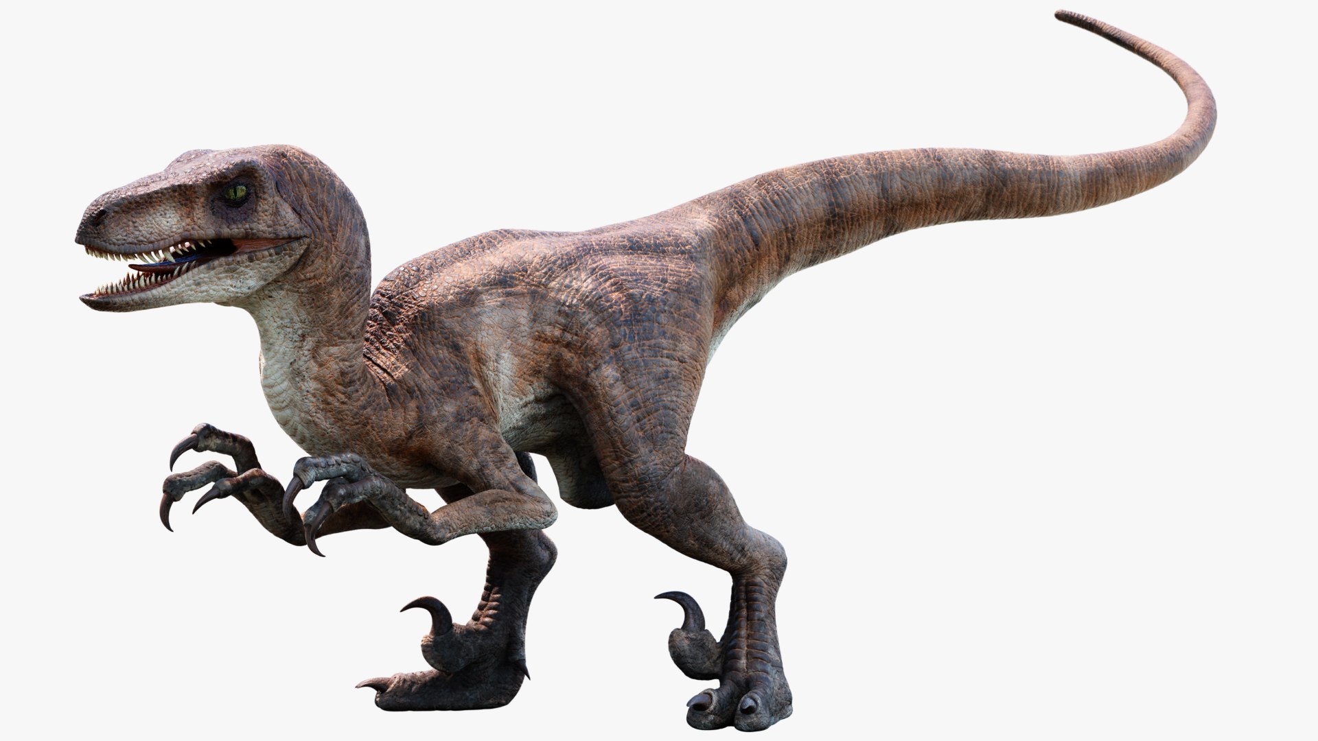 3d Velociraptor Animation Raptor - Turbosquid 1317553