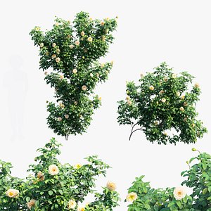 Rose plant set 73 model