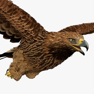 Aquila Heliaca Flying