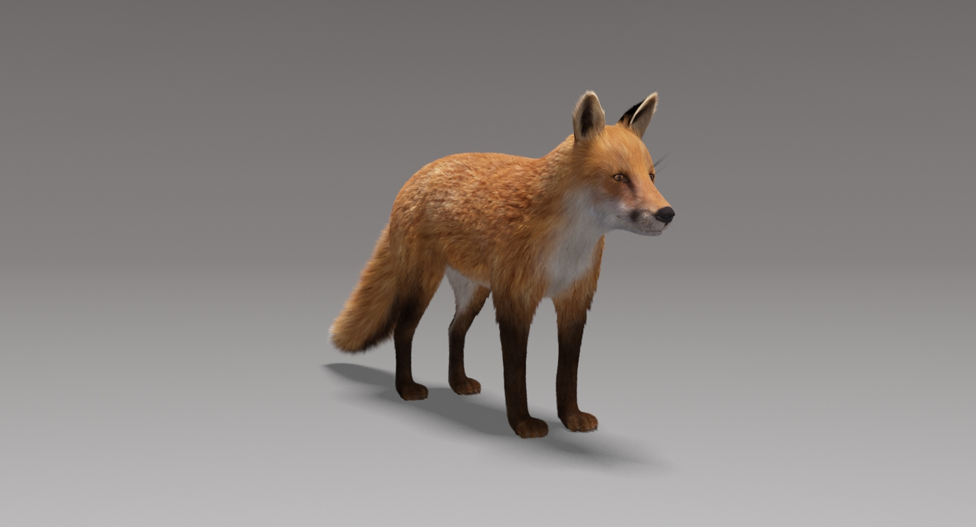 fox fur model https://p.turbosquid.com/ts-thumb/vc/Z547gd/2kB4WsW3/foxfur/jpg/1497178552/1920x1080/turn_fit_q99/7d580a5c1eab498f80f178356231c0baf79d6ee1/foxfur-1.jpg