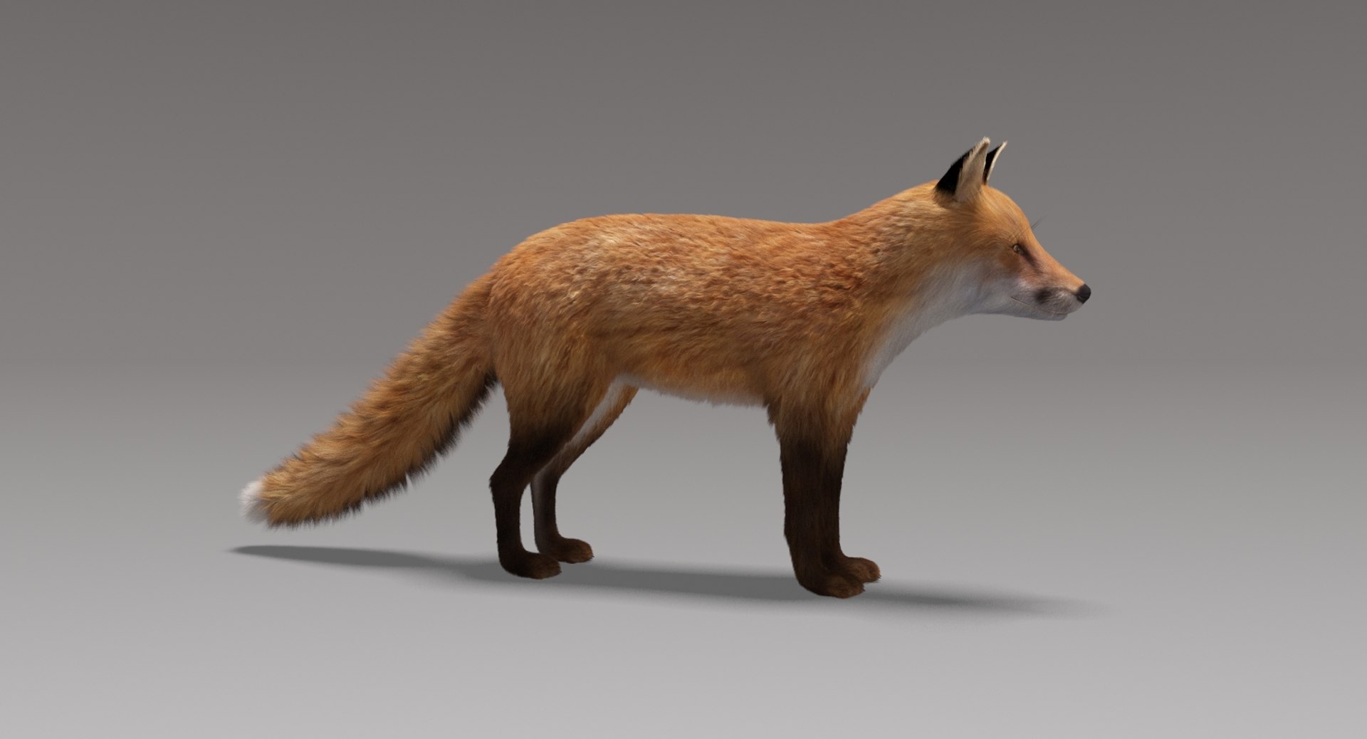 fox fur model https://p.turbosquid.com/ts-thumb/vc/Z547gd/VNG0xtlm/foxfur9/jpg/1497266547/1920x1080/fit_q87/9d5724cb15df418491526c6bf81d0325b334d776/foxfur9.jpg
