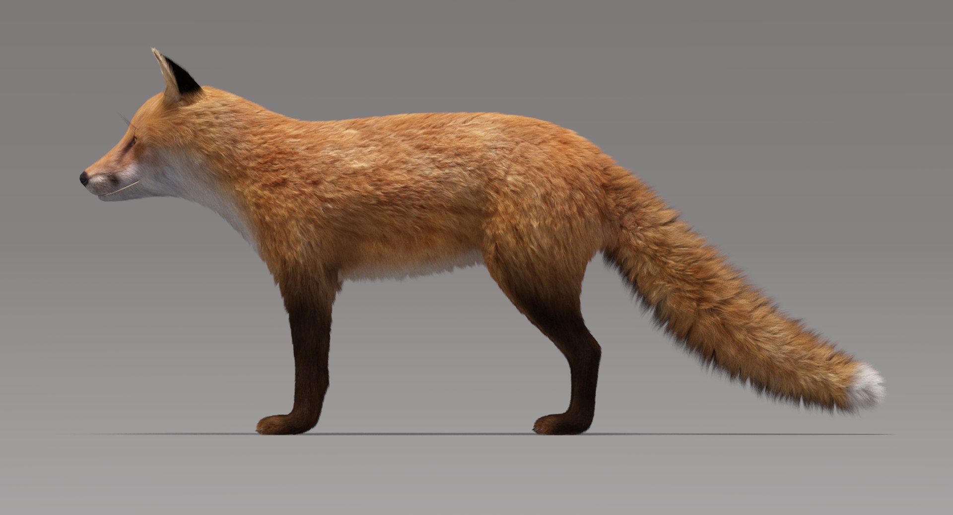 fox fur model https://p.turbosquid.com/ts-thumb/vc/Z547gd/cm1Qfp01/foxfur3/png/1497151058/1920x1080/fit_q87/c0f8d5fda013ff3d3ef25e7f05852a26833ebfd1/foxfur3.jpg