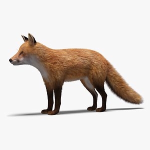 fox fur model