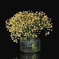 Gypsophila 03