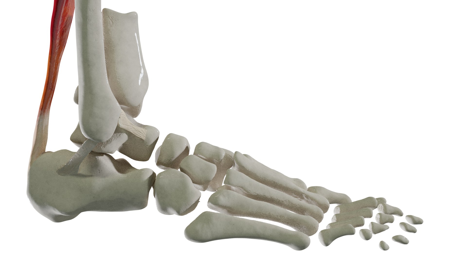 3D Foot Bones - TurboSquid 1463597