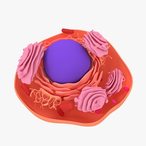 Animal Cell