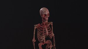 Human Skeleton 3D model
