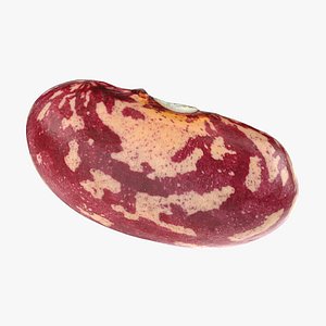 3D Cranberry Bean model