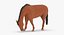 Comendo Cavalo