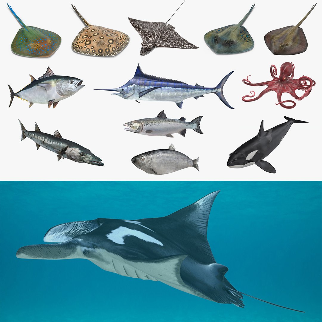 Fishes 3D Models Collection 3 3D model preview