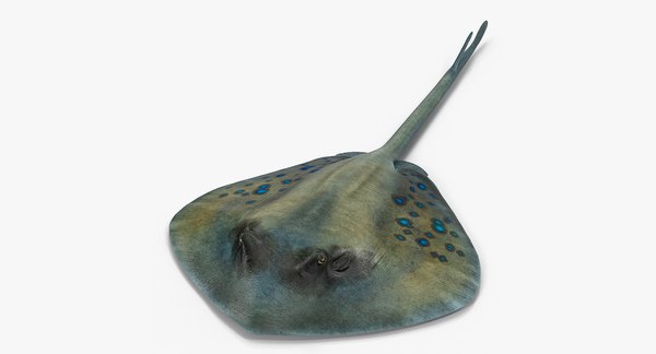 Fishes 3 3D model - TurboSquid 1304073