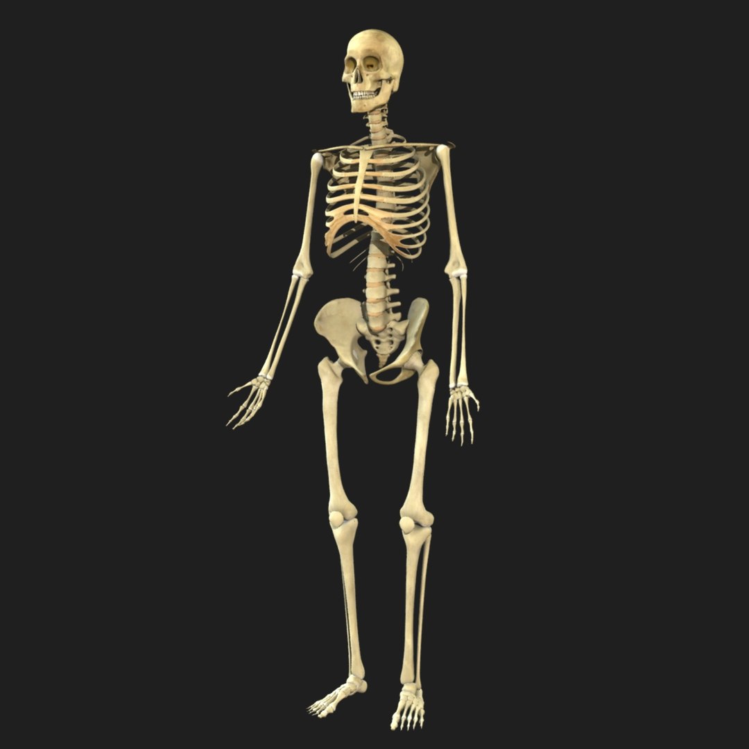 3d ultimate anatomy rigged pack https://p.turbosquid.com/ts-thumb/vd/UGvpHk/Tnm1vvRk/render2/jpg/1421126954/1920x1080/fit_q87/29c6968813da0ab5189add5eda5cc6d6ea1fb79f/render2.jpg