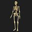 Ultimate Anatomy Rigged Pack