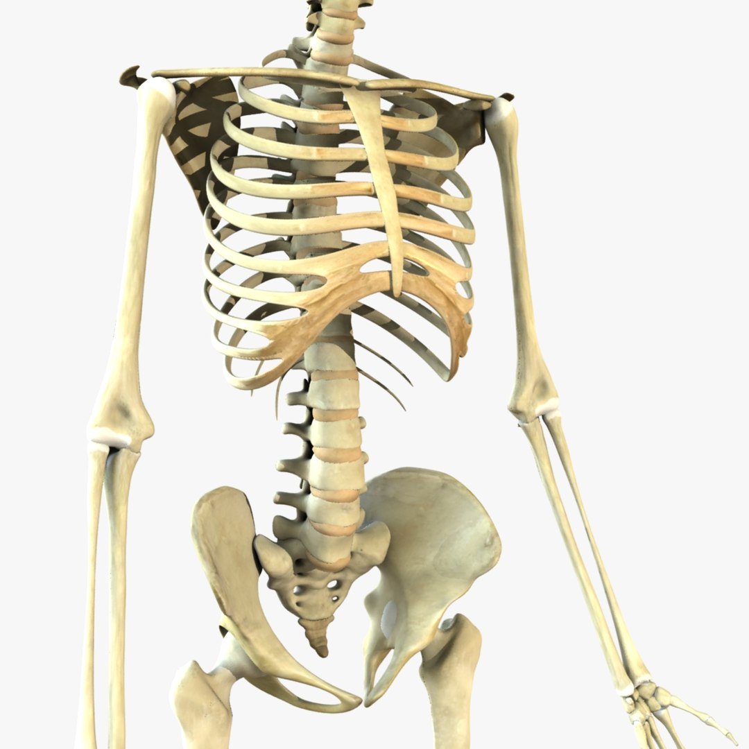 3d ultimate anatomy rigged pack https://p.turbosquid.com/ts-thumb/vd/UGvpHk/UFfwizxL/render6/jpg/1421126954/1920x1080/fit_q87/ae485eabcba50e82110d8d0271346858697b6996/render6.jpg