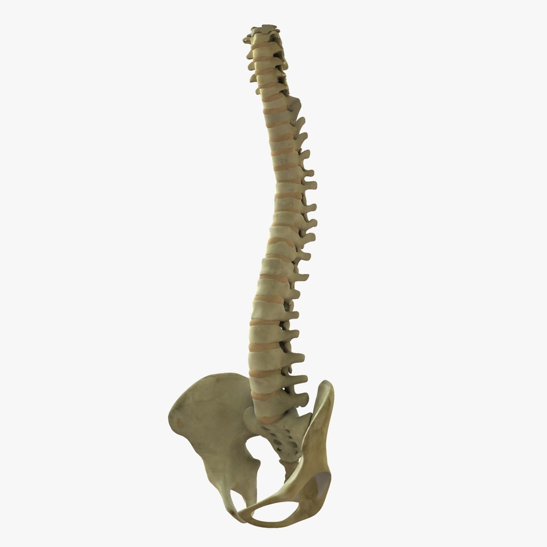 3d ultimate anatomy rigged pack https://p.turbosquid.com/ts-thumb/vd/UGvpHk/ngvYLsAd/01/jpg/1421126954/1920x1080/fit_q87/815668b54e57fa4adcd327b34aa04440d4d131c0/01.jpg
