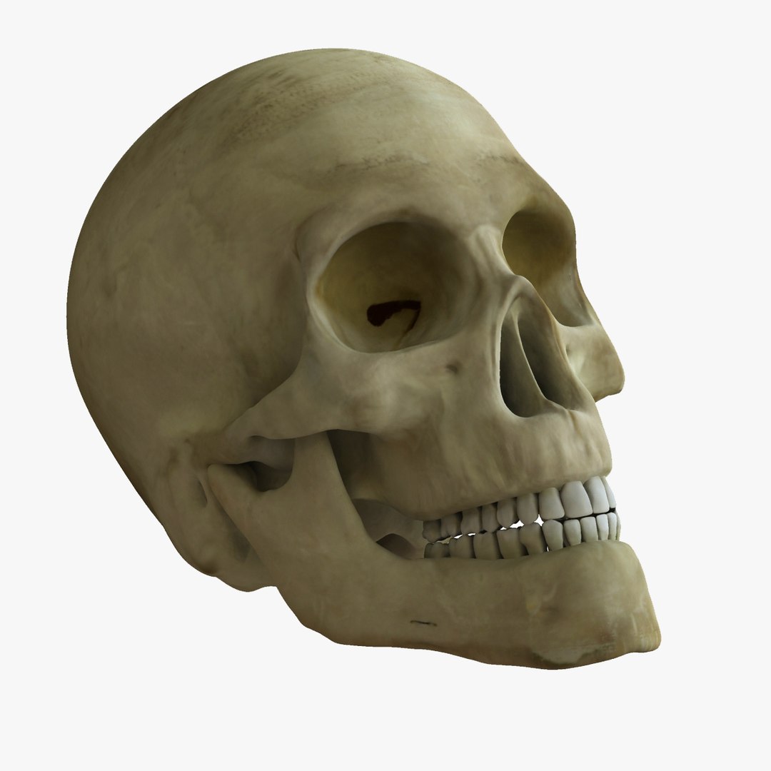 3d ultimate anatomy rigged pack https://p.turbosquid.com/ts-thumb/vd/UGvpHk/yifXlvs2/rendernew_0000000/jpg/1421126954/1920x1080/fit_q87/5e1318a855611355fc93e58c1771d107bdc839c0/rendernew_0000000.jpg