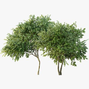 AV Big Joy Perfume Orange Michelia Champaca and Water gum 3 trees 3D model