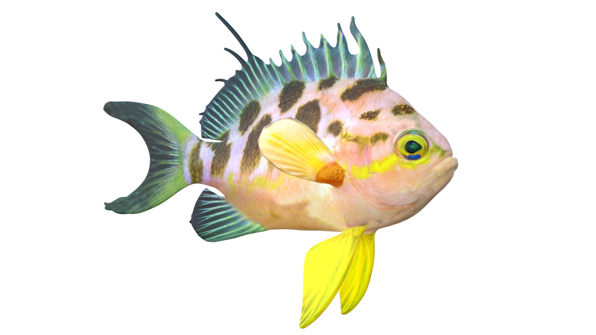3D 50 Fish Sea Creature Collection v3 https://p.turbosquid.com/ts-thumb/vd/rLeyGH/FX/1/jpg/1774419300/1920x1080/fit_q87/7fe5981cd3acd88ea4b82e97dcaea047a27fb8ac/1.jpg