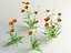 Field Poppy Papaver dubium