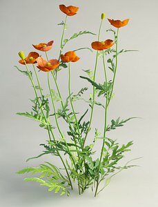 Field Poppy Papaver dubium
