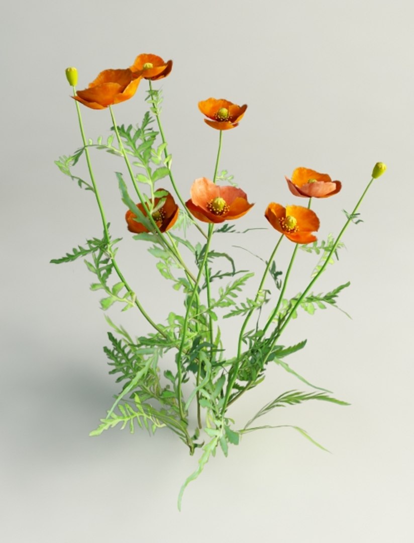 3d poppy flowers https://p.turbosquid.com/ts-thumb/vd/tY8s1a/Z9JpSeLE/papaver_dubium_4_0001/jpg/1417699484/1920x1080/fit_q87/1993b425aa19cbb3b71a56fd1af737fc7975b1c7/papaver_dubium_4_0001.jpg