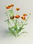 Field Poppy Papaver dubium